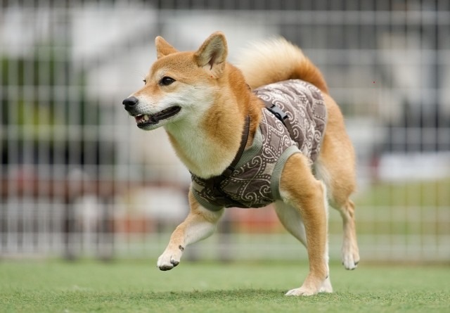 歩いている柴犬