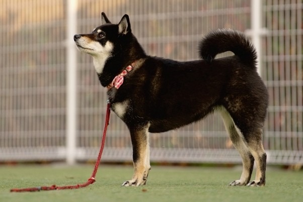 横を向いている黒い柴犬