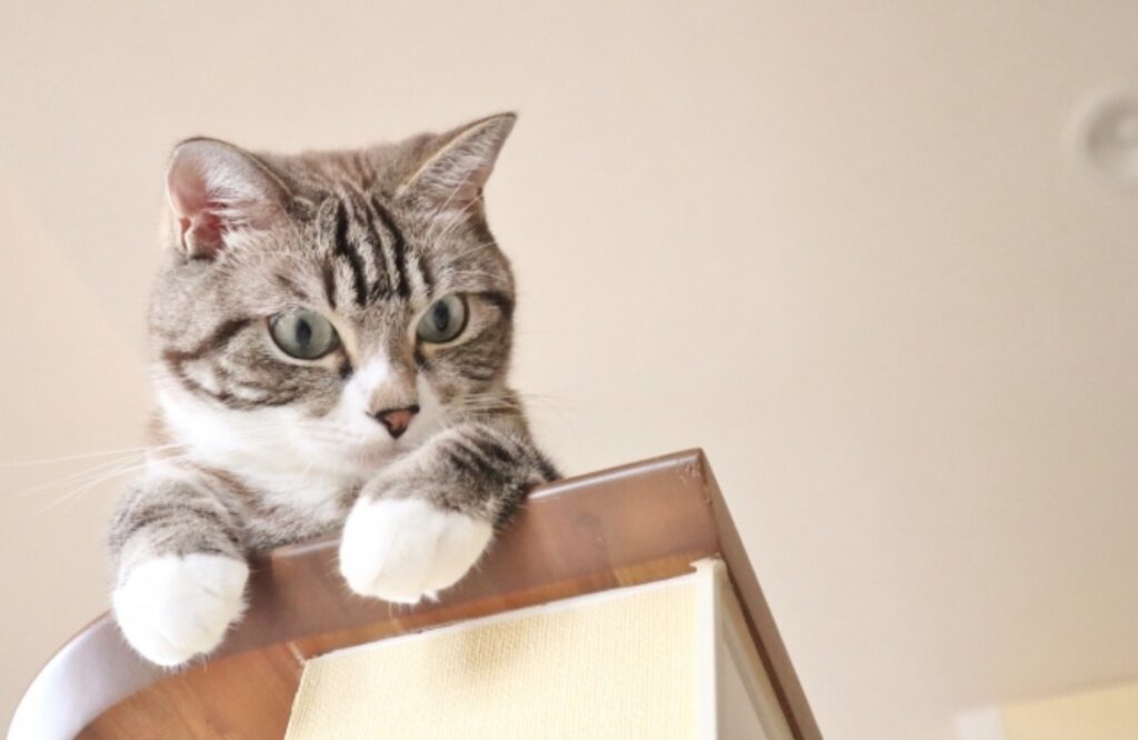 下を見下ろす猫