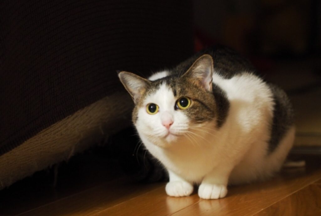 上目遣いのキジトラ白猫