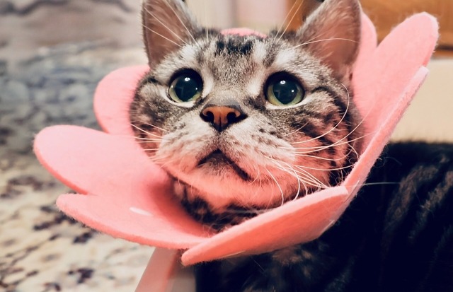 エリザベスカラーをしている猫