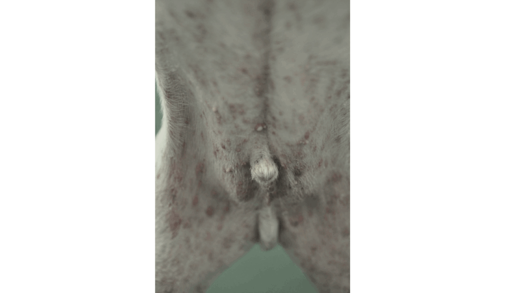 腹部に広がった膿皮症