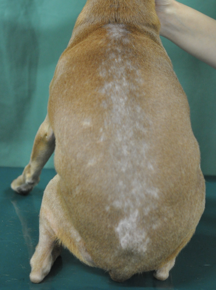 細菌性毛包炎の犬