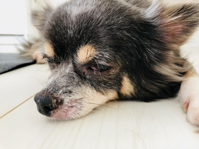 まぶたと鼻が赤いチワワ