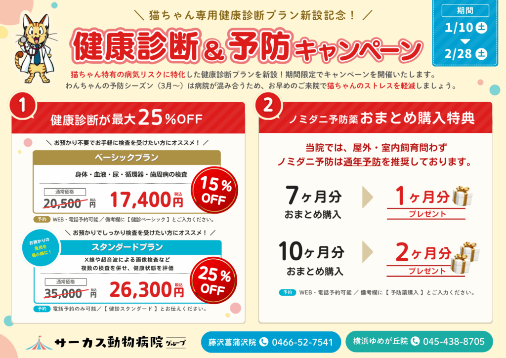 猫ちゃん限定の健康診断＆予防キャンペーン