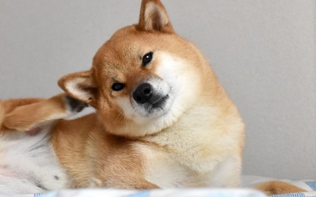 耳をかいている柴犬