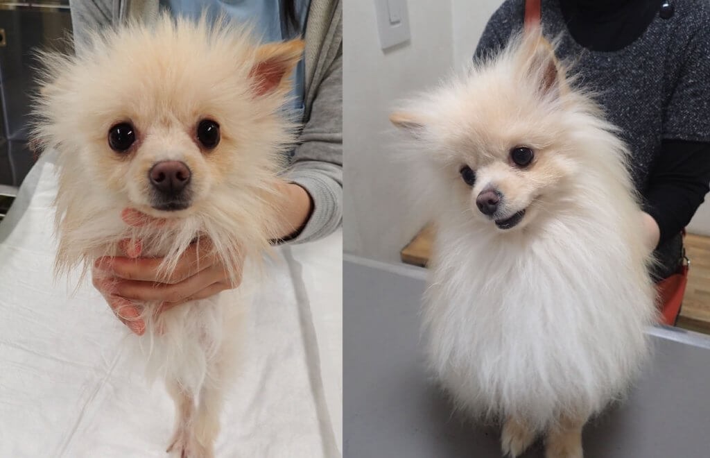 犬アトピー性皮膚炎と多汗症のポメラニアンの治療前と治療後の写真
