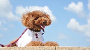 犬アトピー性皮膚炎とマラセチア皮膚炎｜薬の変更により大きく回復したトイ・プードルの一例