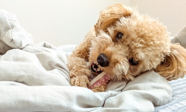 おもちゃを噛んでいるトイプードル