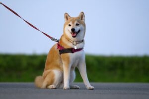 柴犬の皮膚の黒色腫の一例｜実際の症例をもとに症状や治療について解説