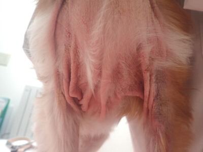 マラセチア皮膚炎を発症しているキャバリアの胸