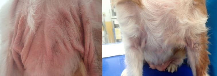 マラセチア性皮膚炎が改善したあとのキャバリアの皮膚