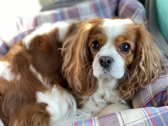 こちらをみているキャバリア