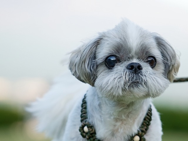 こちらを見ているシーズー