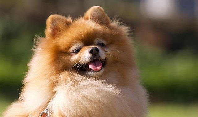 笑っているポメラニアン