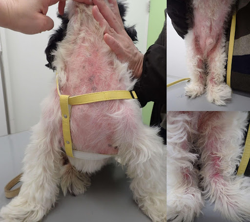 皮膚にベタつきと赤みのあるシー・ズー