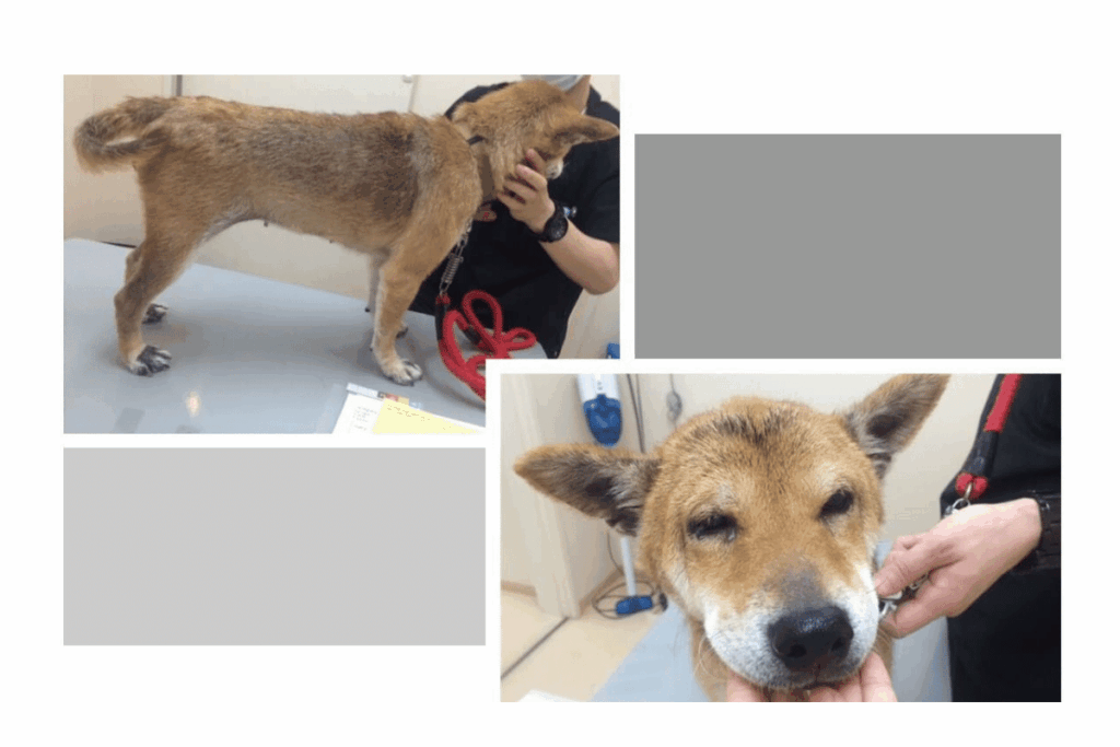 柴犬のお顔写真