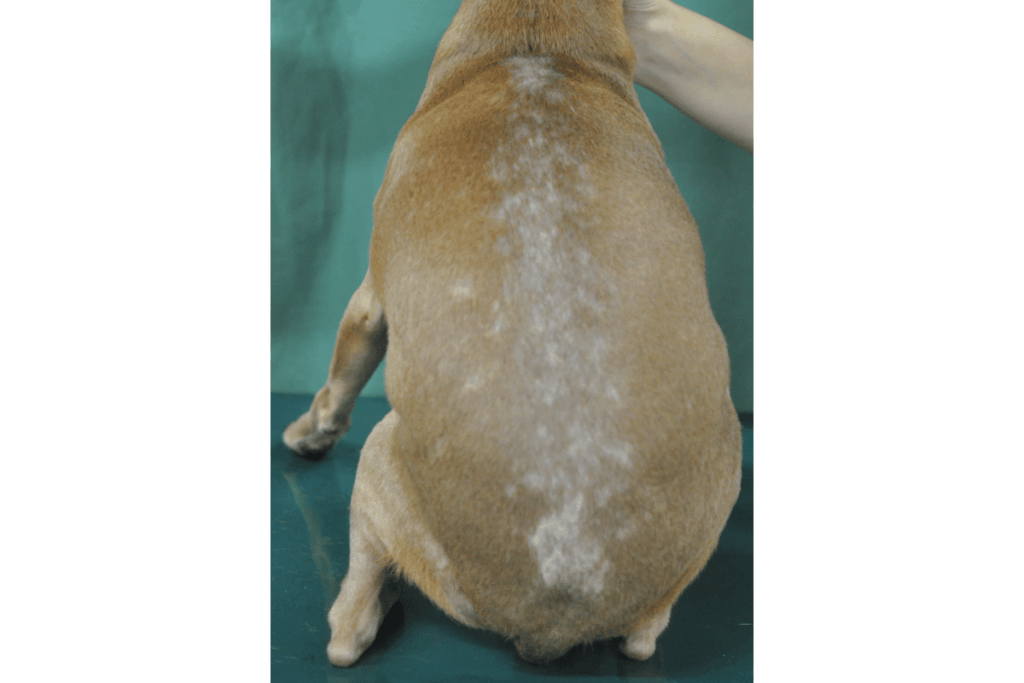 細菌性毛包炎の犬