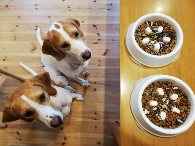 フードを食べたがっている2頭のビーグル