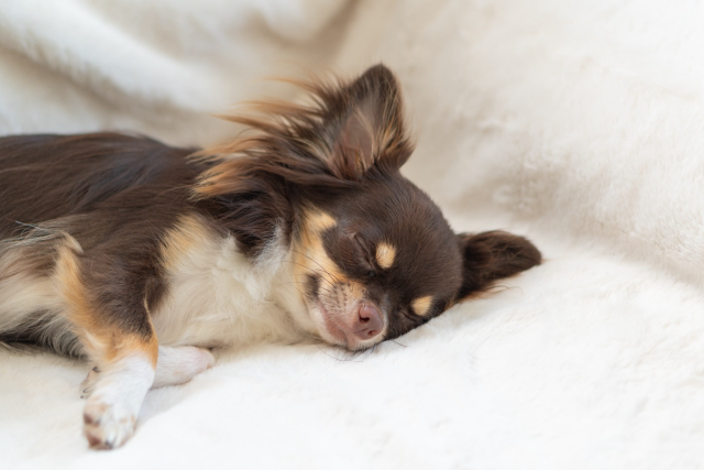 寝ているチワワ