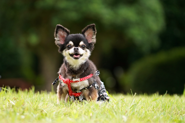 こちらを見ている黒いチワワ