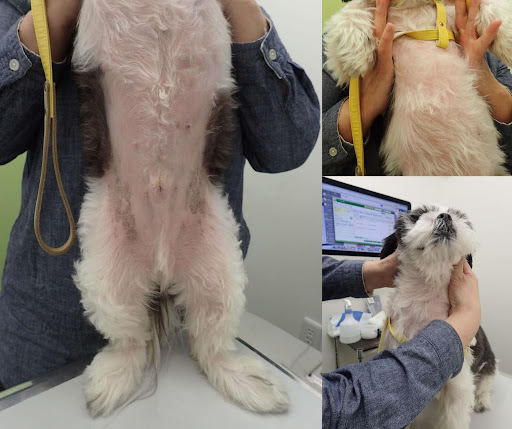 治療し改善した皮膚の状態のシー・ズー