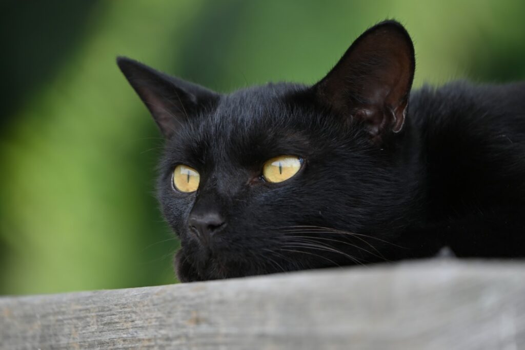 伏せて遠くを眺める黒猫