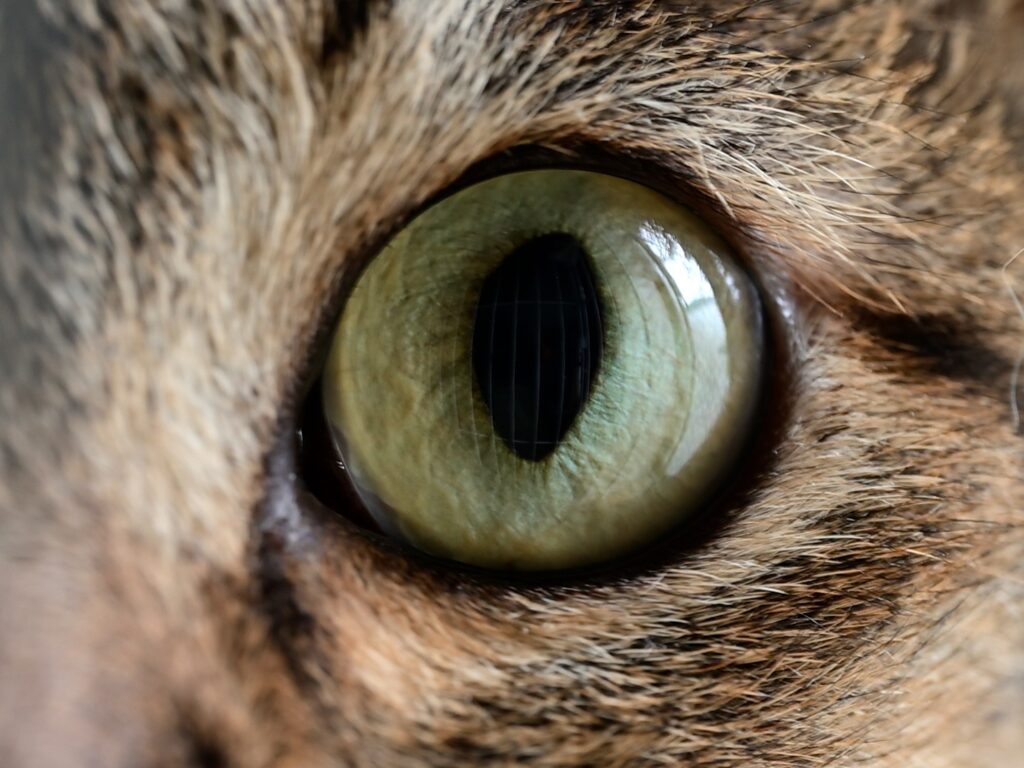キジトラ猫の目
