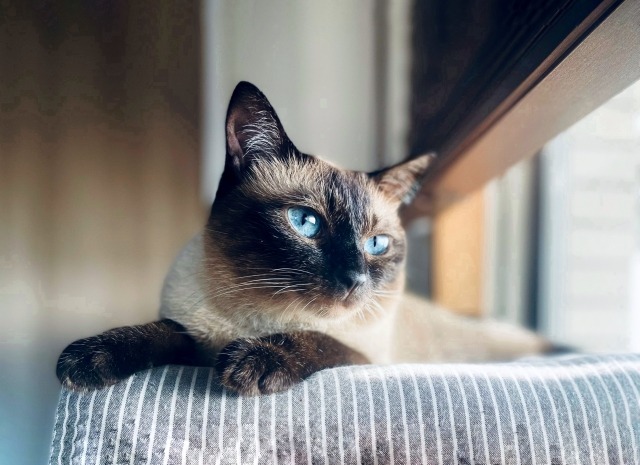青い目をしたシャム猫