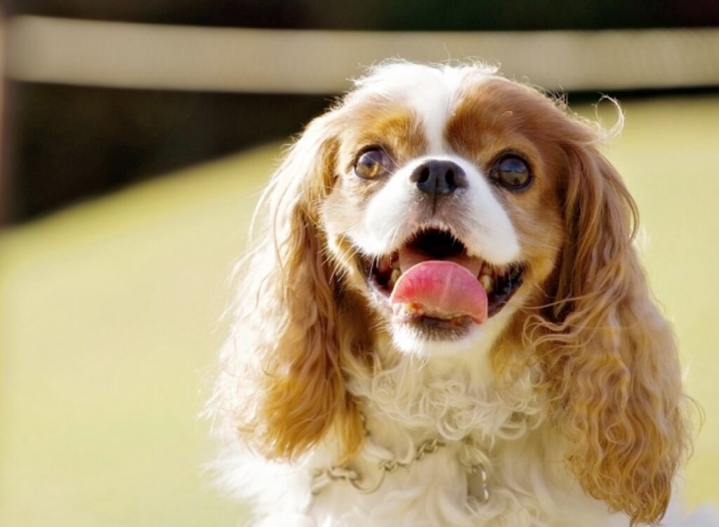 笑っているキャバリア