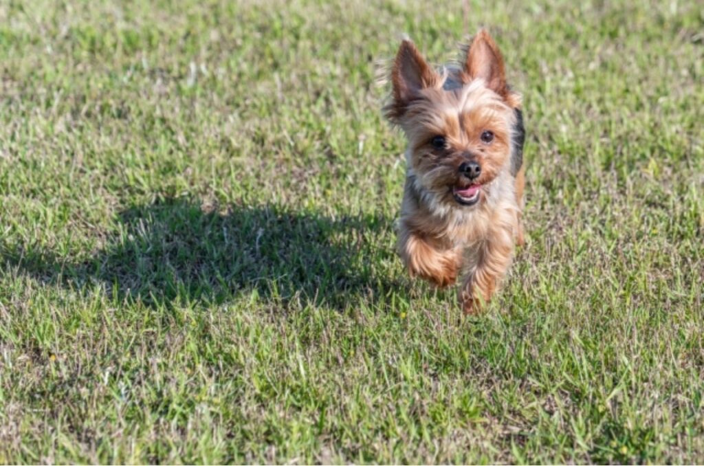 走っているヨークシャーテリア