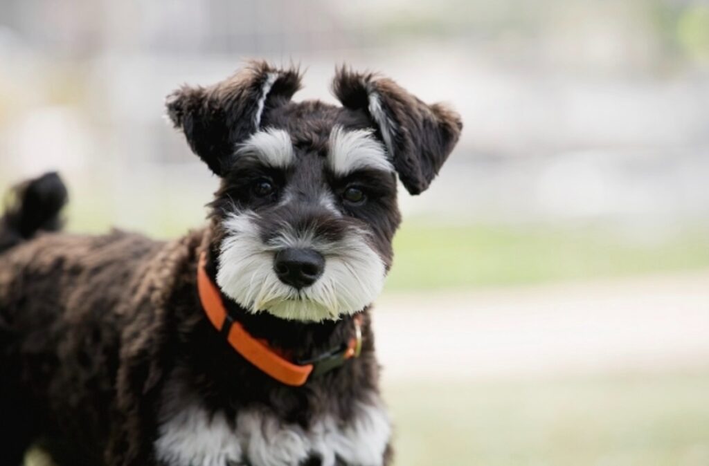 こちらを向いているミニチュアシュナウザー