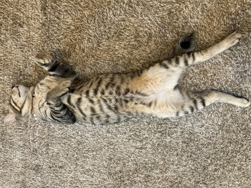 仰向けのキジトラ猫