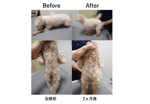 治療前と治療後の皮膚病のトイプードル