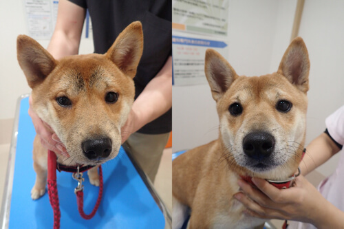 柴犬の治療前治療後の顔の画像