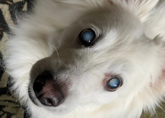 上を見上げている目が白い犬