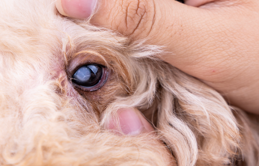 目を開かれている白い目の犬