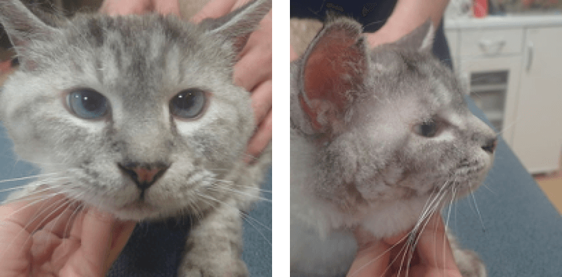 治療後の過敏性皮膚炎の猫の顔