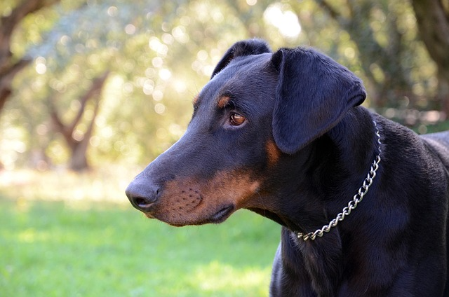 横を向いている黒茶の犬