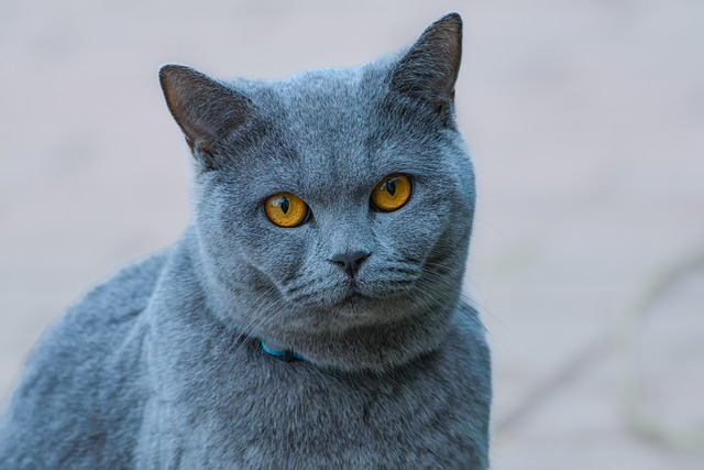 こちらをみているグレーの猫
