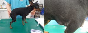 治療後のニキビダニ症のミニチュアピンシャー