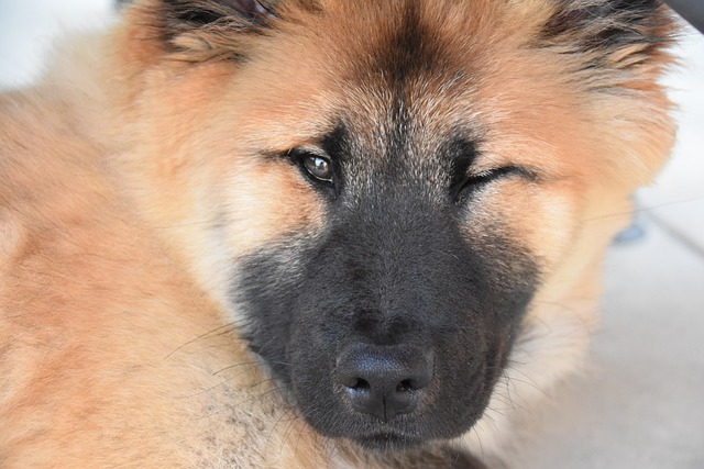 ウィンクをする雑種犬
