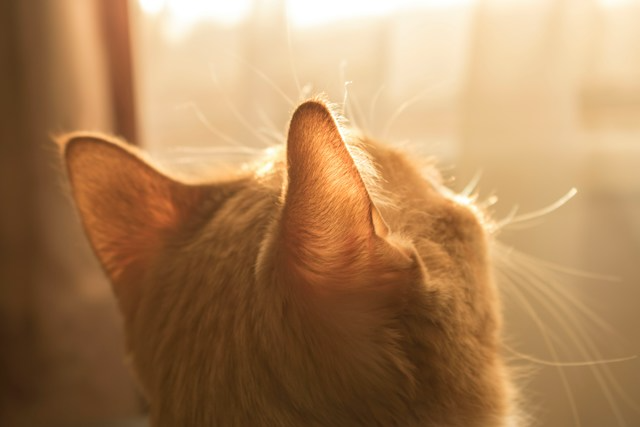 猫の耳の後頭部