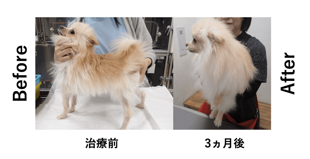 多汗症の犬の治療前と治療後