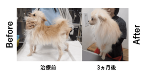 犬の被毛が濡れたように束になる？｜シクロスポリンで改善した犬アトピー性皮膚炎と多汗症の1例