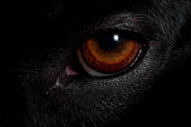 こちらをみている黒い犬の目