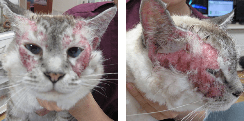 猫　過敏性皮膚炎　治療前