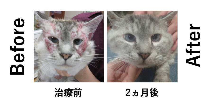 過敏性皮膚炎が劇的に改善した猫さん サーカス動物病院