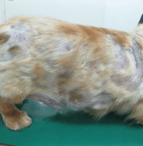 犬　アトピー性皮膚炎　再発性膿皮症　来院時　１