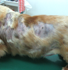 犬　アトピー性皮膚炎　再発性膿皮症　来院時　２